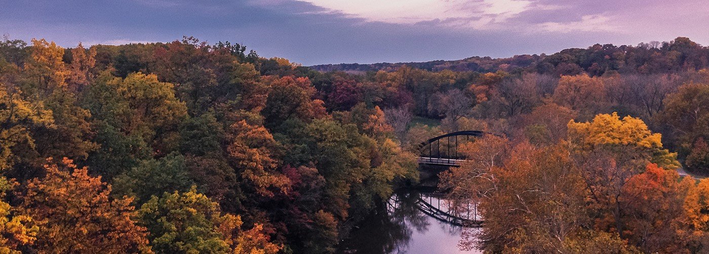 Autumn leaves in trees